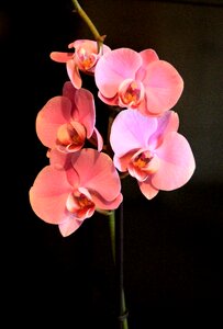 Tropical blossom bloom