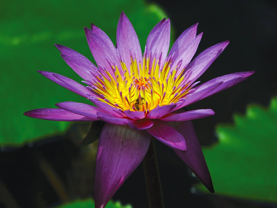 Aquatic purple water