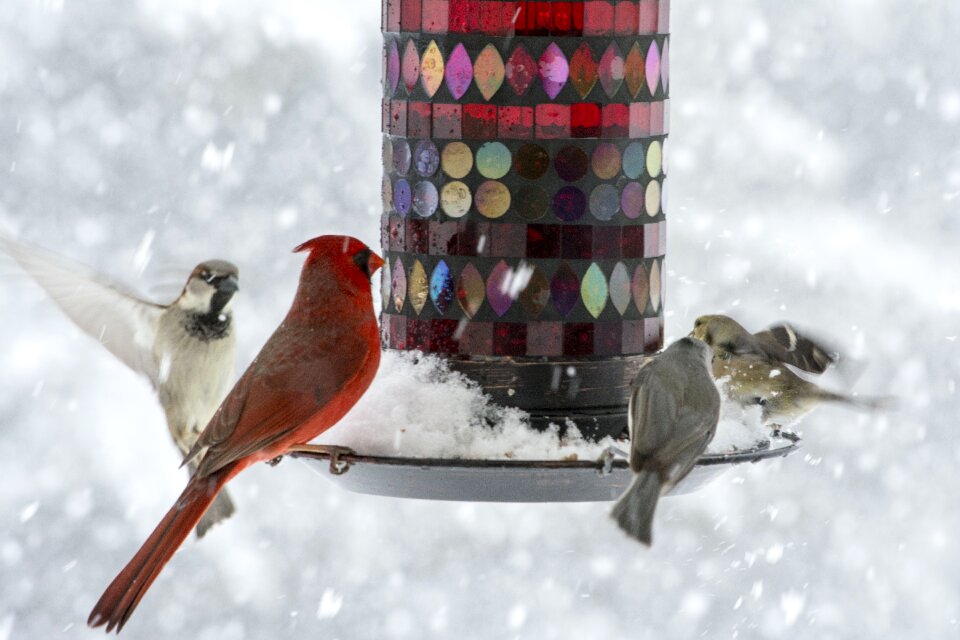 Finches birdfeeder snow