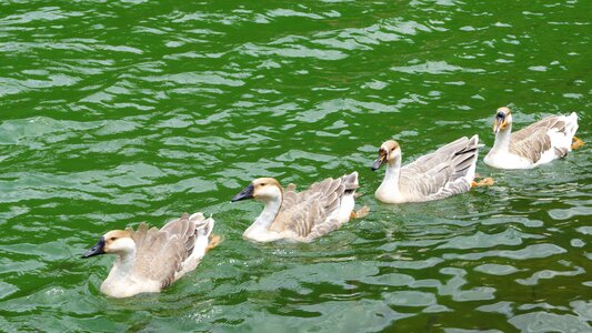 Duck lake green