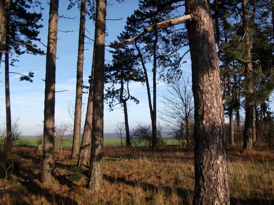 Sky coniferous forest clouds