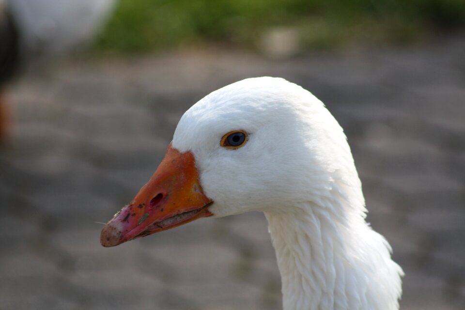 Duck feather water bird