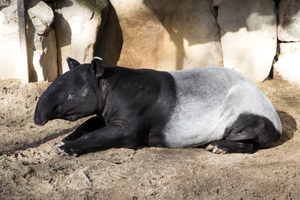 Nature tapir herbivorous mammal