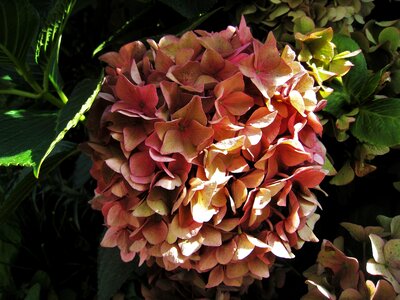 Autumn flower genus ornamental shrubs