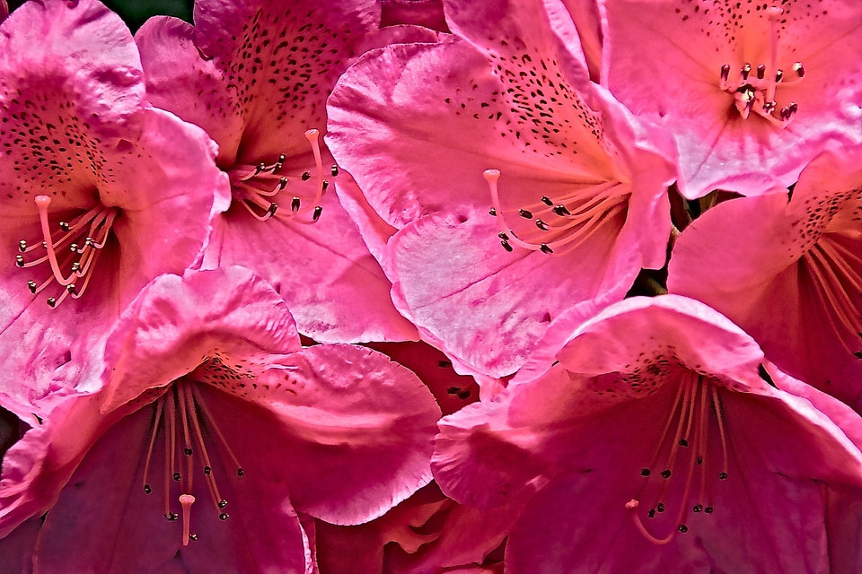 Rhododendron flowers pink