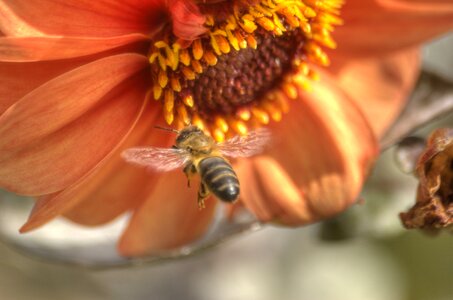 Garden insect nature
