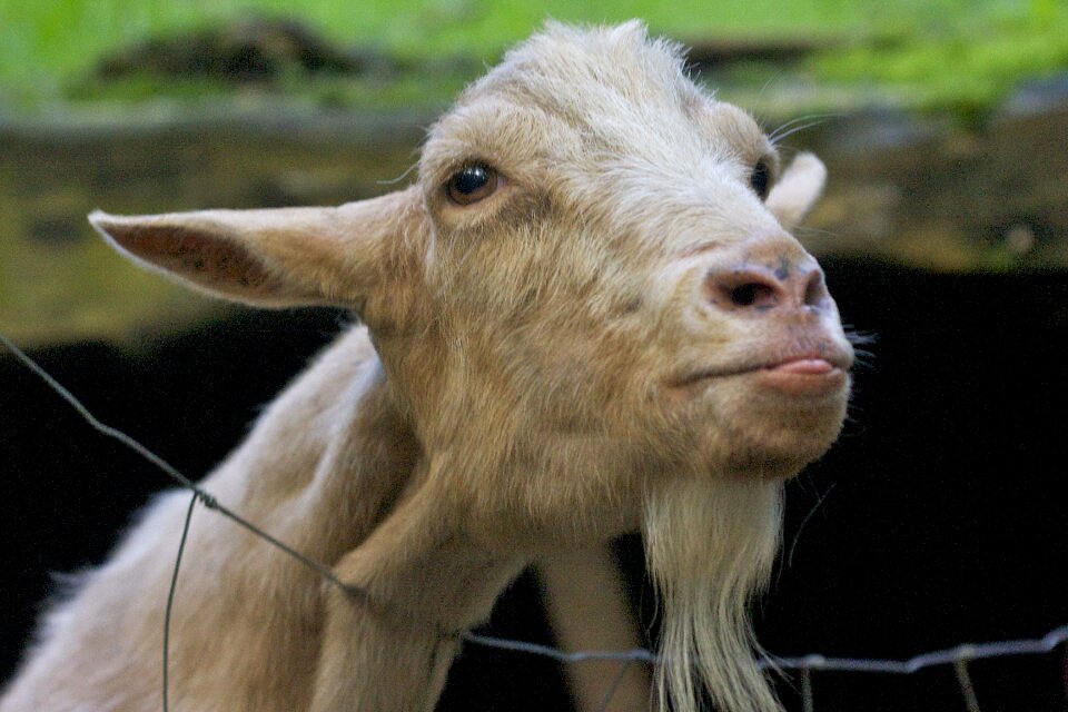 White goat animal enclosures domestic goat
