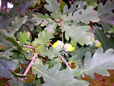 Oak leaf green autumn photo