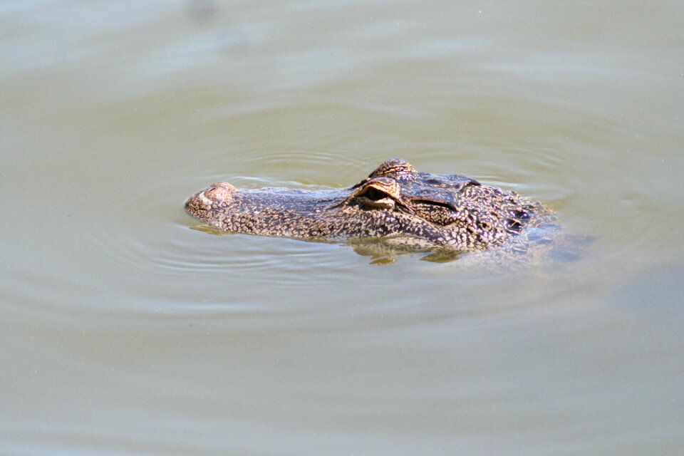 Reptile nature wildlife