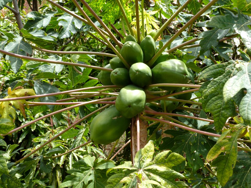 Madeira coconuts vacations