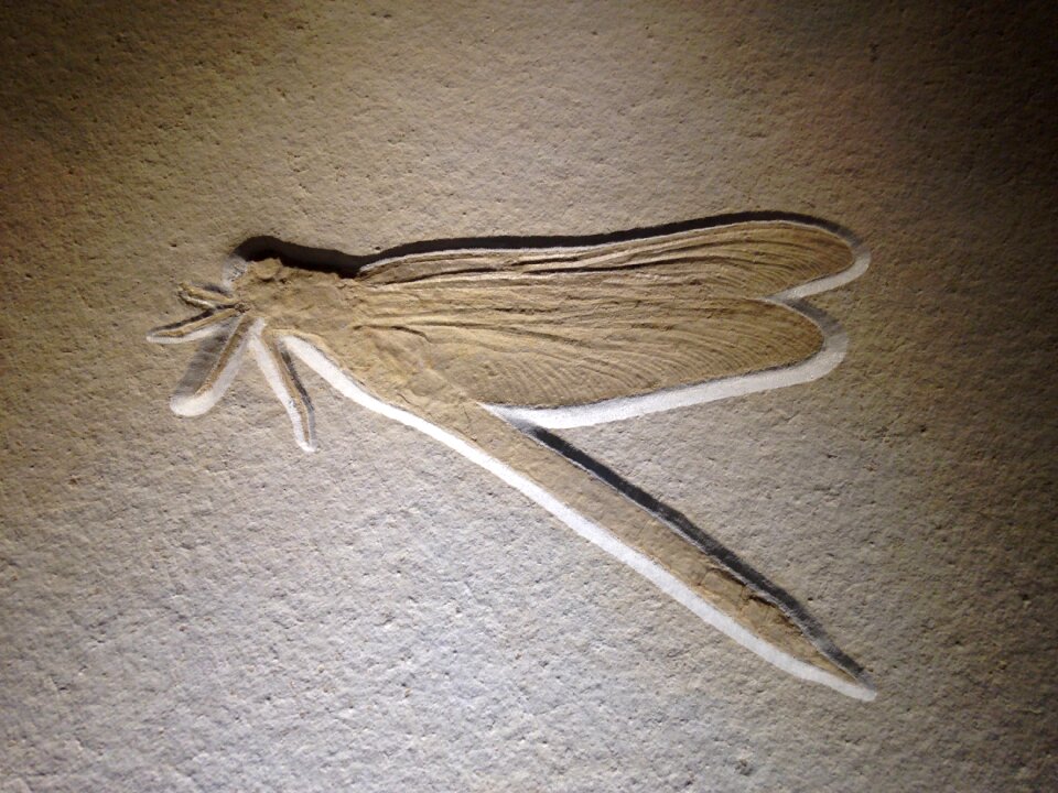 Fossil dragonfly insect