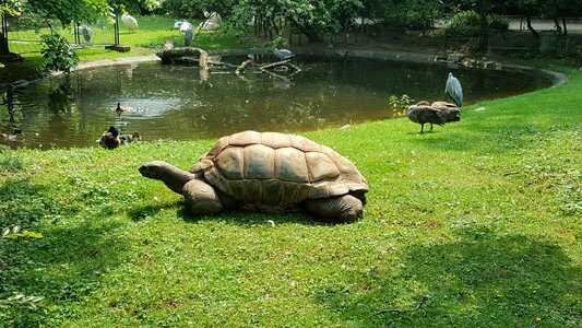 Zoo giant tortoise water turtle photo