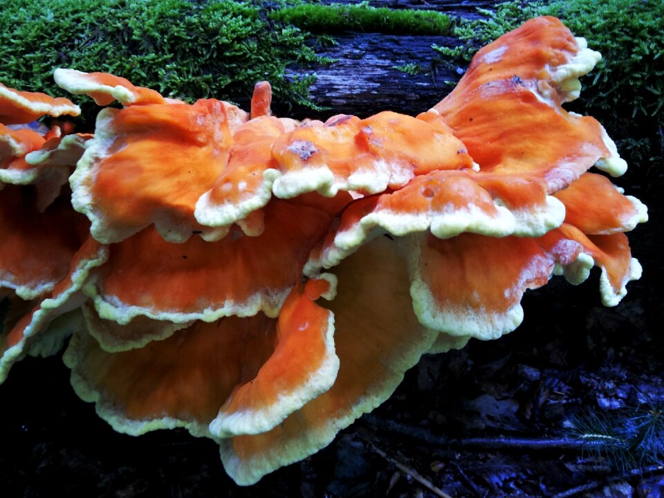 Unusual rarely rarity