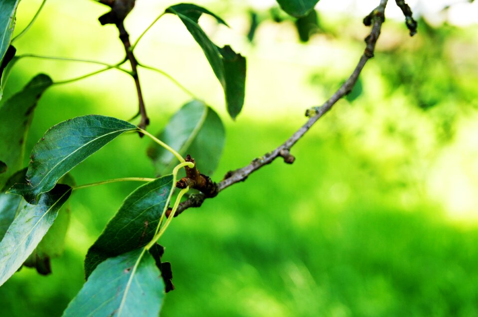 Macro trees nature