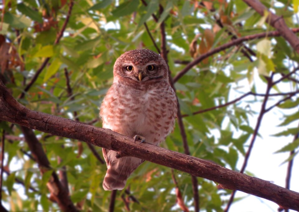 Wildlife nature eagle-owl