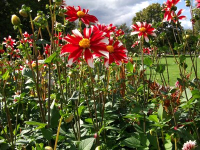 Plant fiery bloom