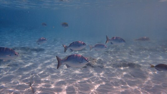Underwater cozumel