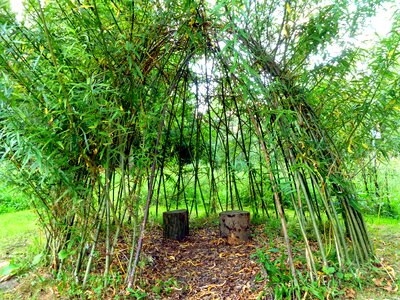 Tent branches aesthetic