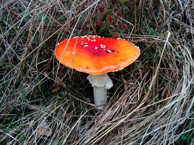Forest red fly agaric mushroom toxic photo