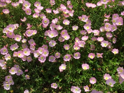 Garden netanya beach israel photo