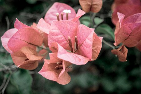 Leaves bush plant photo