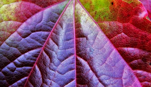 Colors of autumn colorful leaf discolored photo