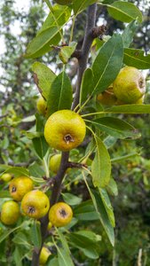 Apples apple fruit