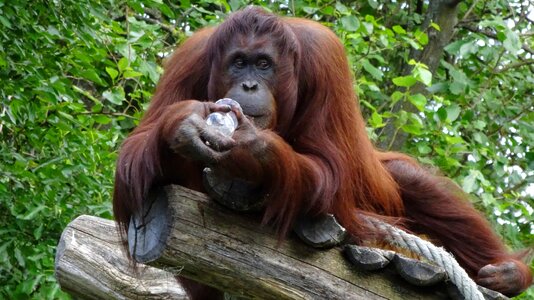 Orang-utan monkey schönbrunn tiergarten photo