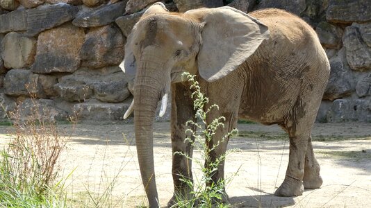 Elephant zoo tiergarten schönbrunn