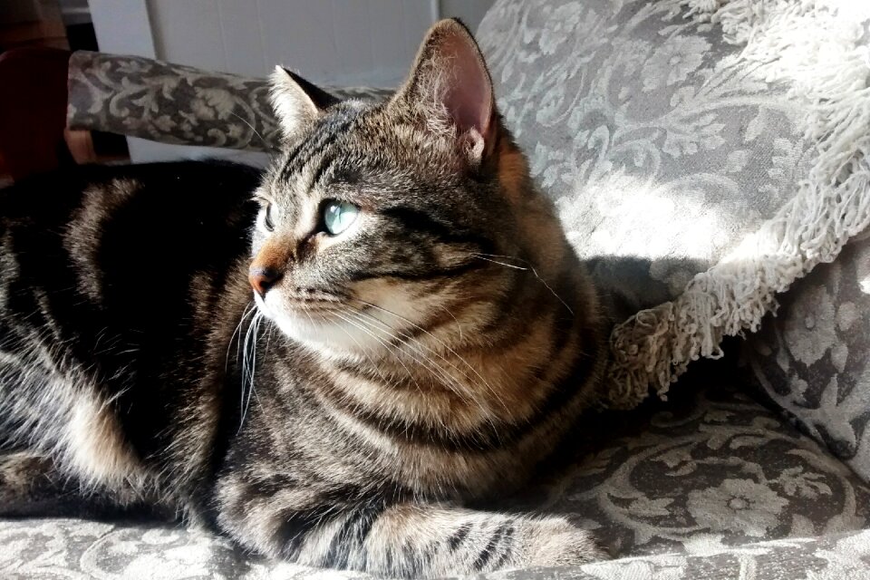Sunshine tabby peaceful