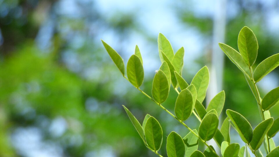 Green nature tree photo