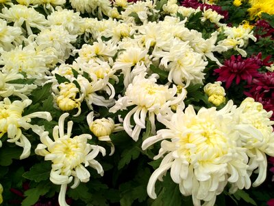 Chrysanthemum flower show national day