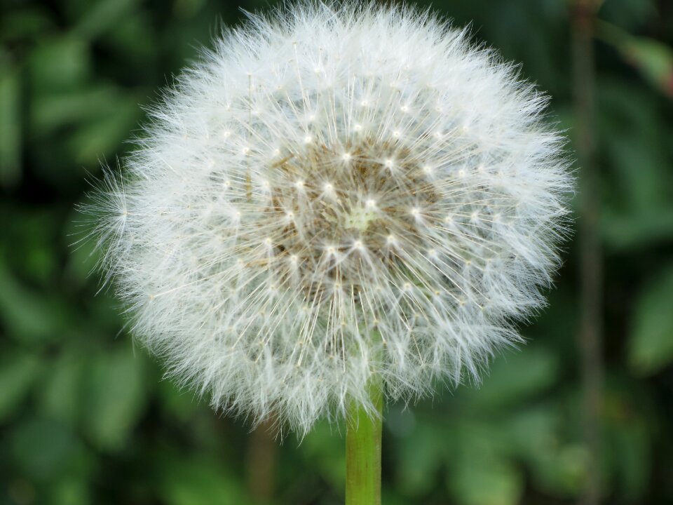 Flowers nature botany