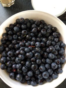 Blueberries berry picking blueberry bucket photo