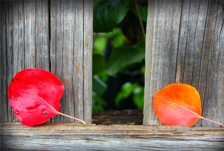 Red leaves autumn leaves orange