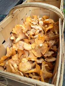 Mushroom chanterelle sponge basket