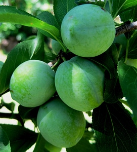 Smooth fruit juicy