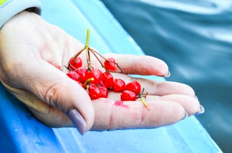 Viburnum hands kayaks