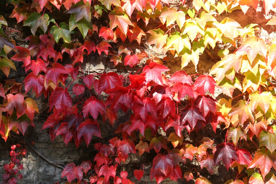 Fall color leaves wine