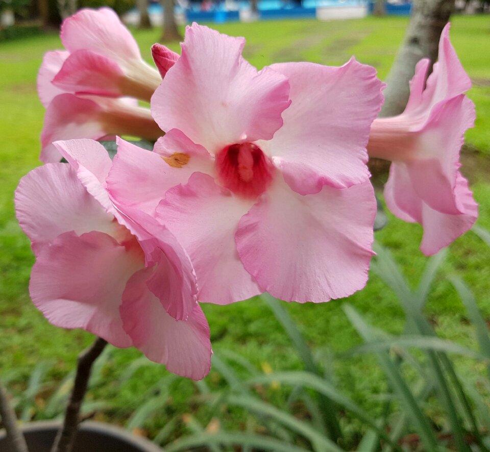 Petal blossom natural