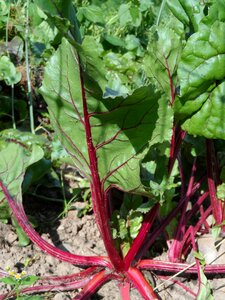 Turnip herb stalk vegetable plant photo