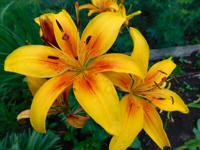 Lily summer nature