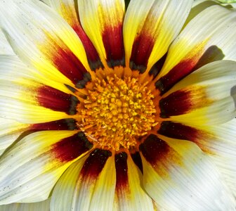 Pollen detail chalice