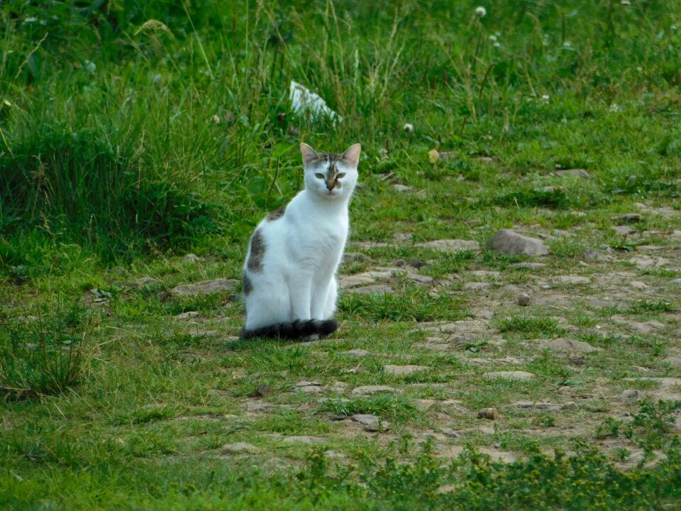 Animals home summer