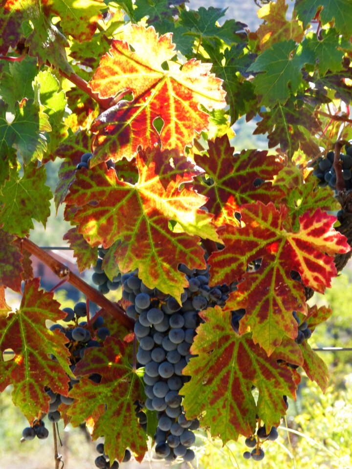Red leaves vine leaf priorat
