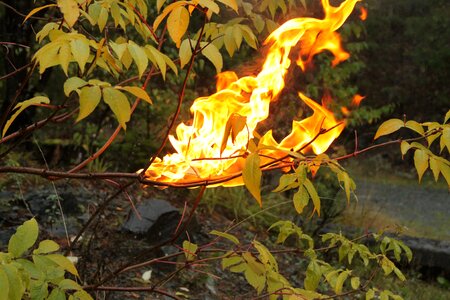 Life forest flame