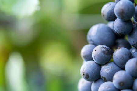 Grape dornfelder red wine