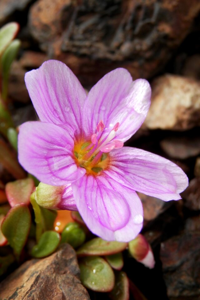 Blossom flora spring