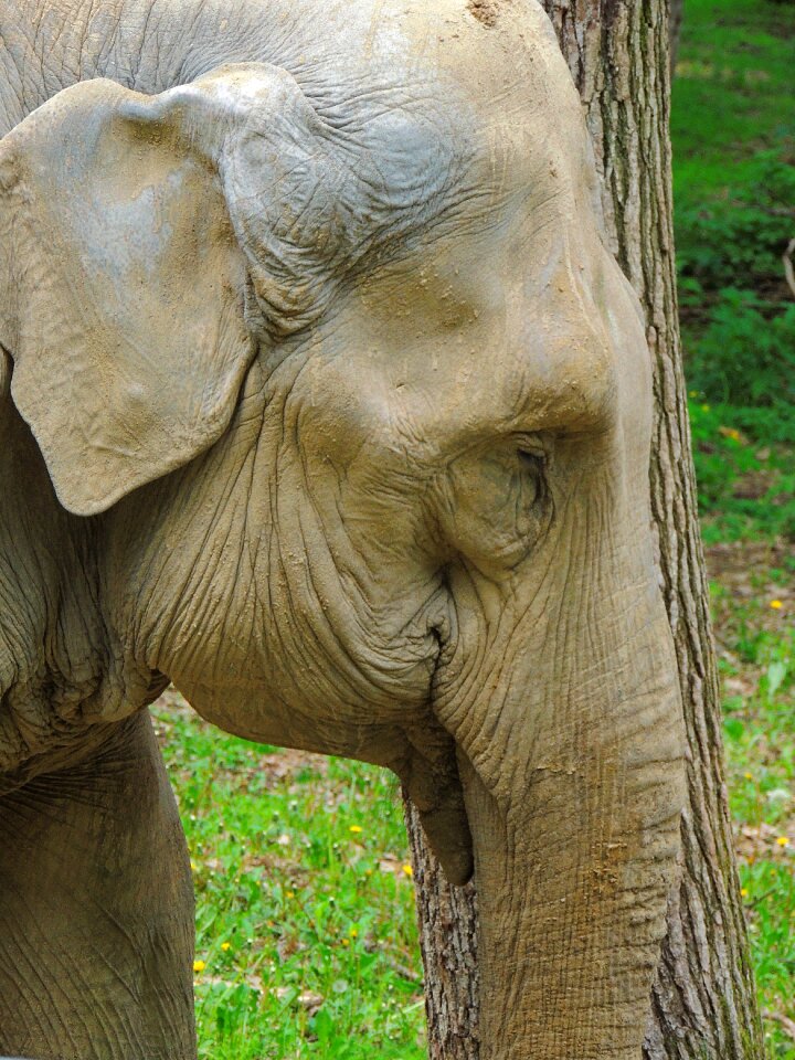 Pet mammalian trunk