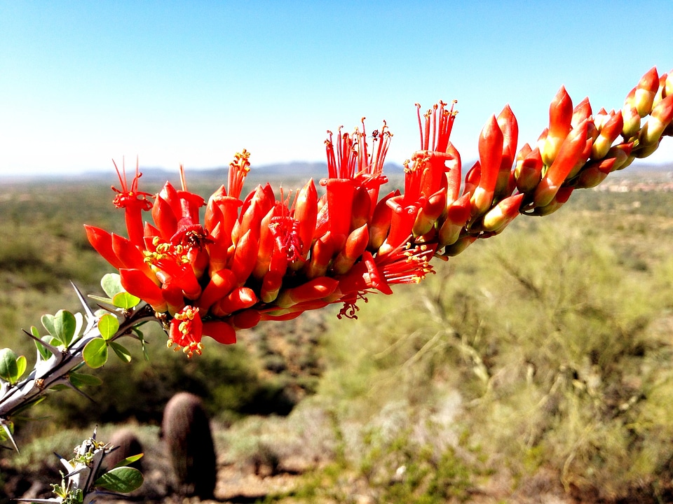 Floral plant natural